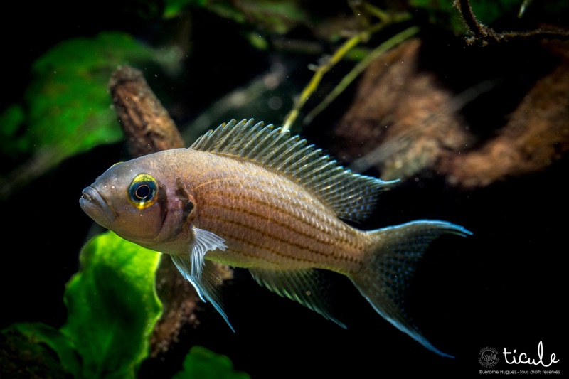 Neolamprologus olivaceous